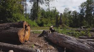 How Our Tree Care Process Works  in  Lucerne Valley, CA