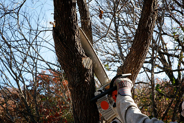Lucerne Valley, CA Tree Care Company